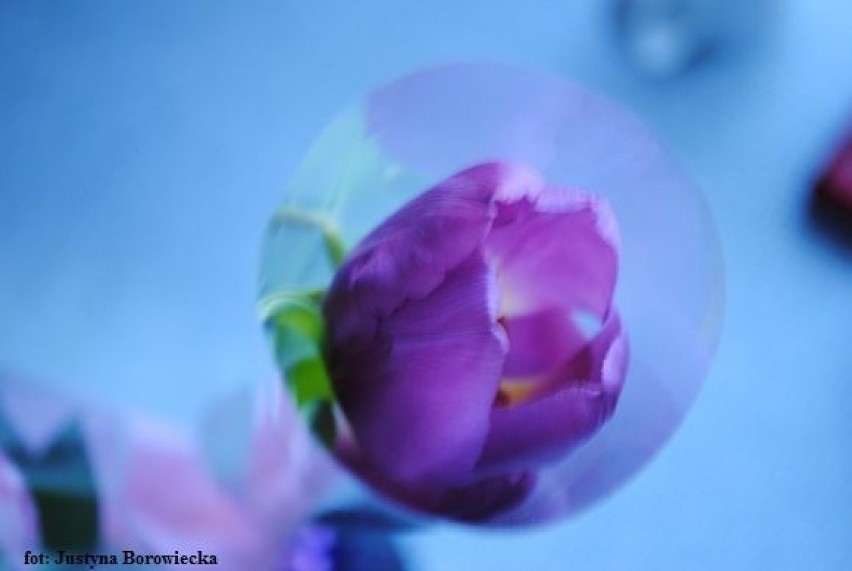Tulipan na niebieskim tle...Fot: Justyna Borowiecka