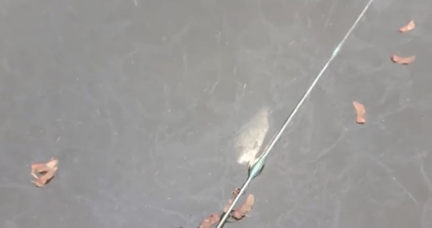Na jeziorze w Wiżajnach uwięzione w sieci ryby padają z głodu albo przymarzają do lodu [ZDJECIA]