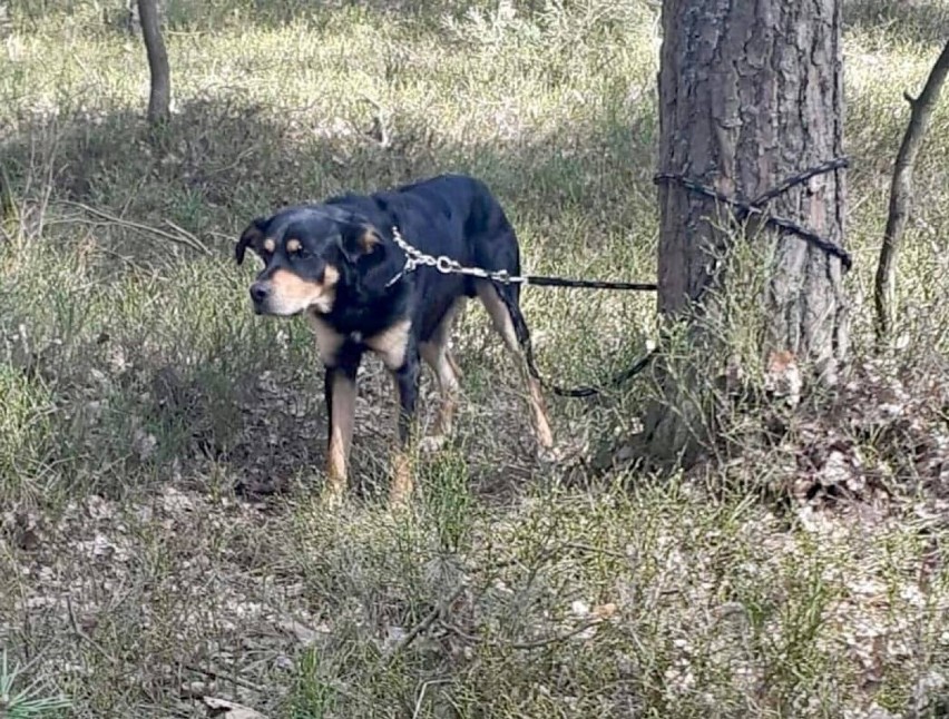 Przywiązał psa do drzewa i uciekł. Teraz szuka go policja