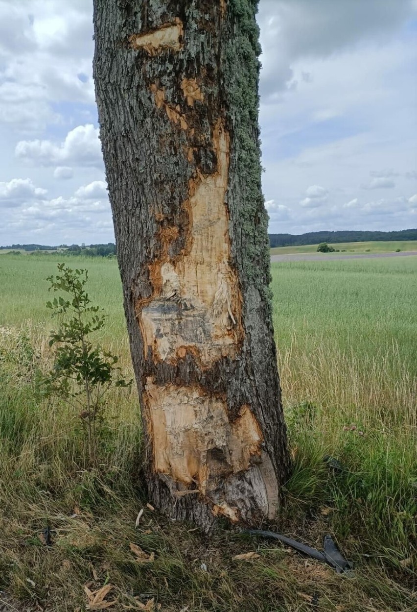 Ciężarówka uderzyła w drzewo koło Barwic [zdjęcia]