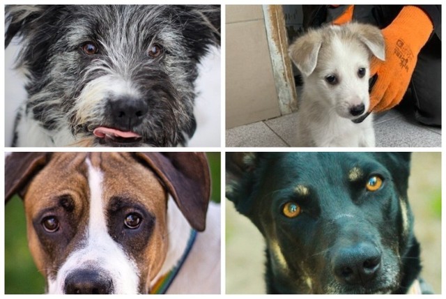 Zobacz galerii psów z białostockiego schroniska dla zwierząt. One czekają na nowego właściciela!