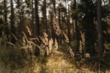Jesienny las blisko Żar. Piękne zdjęcia ze spaceru naszego Czytelnika. Zobaczcie, jak cudownie, kolorowo jest o tej porze roku w lesie