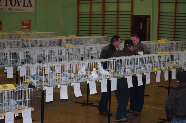 Ze 190 gołębi wybranych zostało kilkadziesiąt ptaków, które będą zaprezentowane na ogólnopolskiej wystawie poglądowej w Sosnowcu
