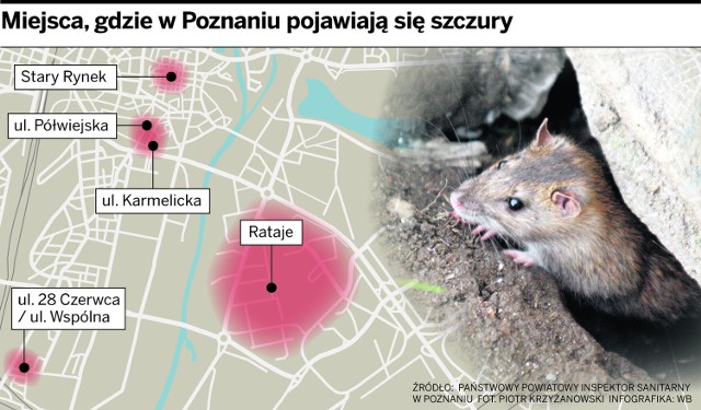 Szczury w Poznaniu - mapa