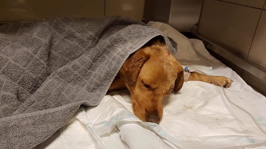 Pies zakopany żywcem w gminie Siedlisko 6 stycznia 2019...