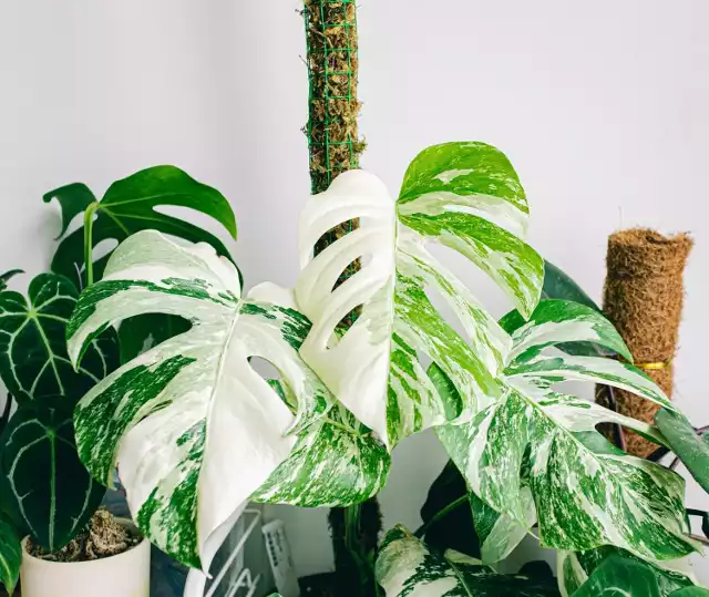 Monstera Variegata to odmiany monstery dziurawej, które mają liście z białymi (lub żółtymi) przebarwieniami.