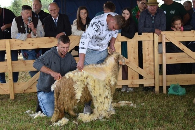 Podczas tegorocznej wystawy rolniczej nie może zabrakąć konkursu strzyżenia owiec