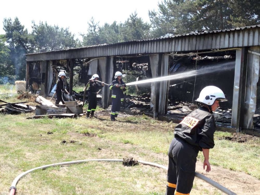 Pożar hali na fermie kurczaków w Brodziszewie