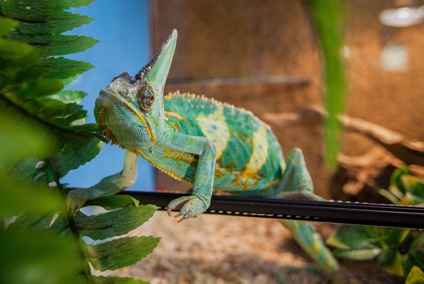 Wystawy psów, kotów i targi zoologiczne w Łodzi