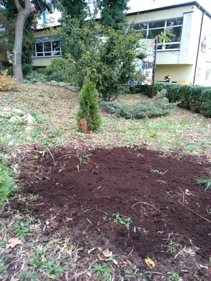 Posadzili krokusy przed budynkiem ZSP 1 w Radomsku 