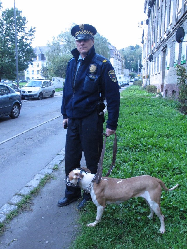 Amstaff trafił do schroniska