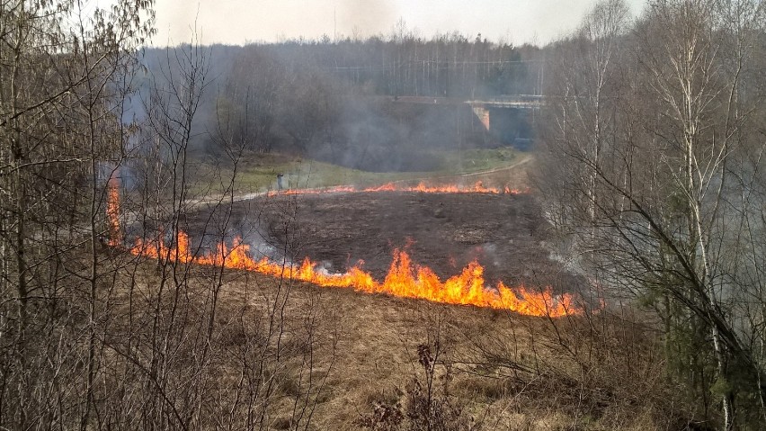 Pożar traw w Mysłowicach