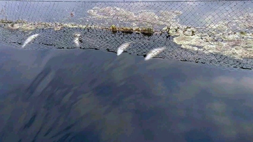 Gmina Suchań. W jeziorze w Wapnicy gniją śnięte ryby [ZDJĘCIA]