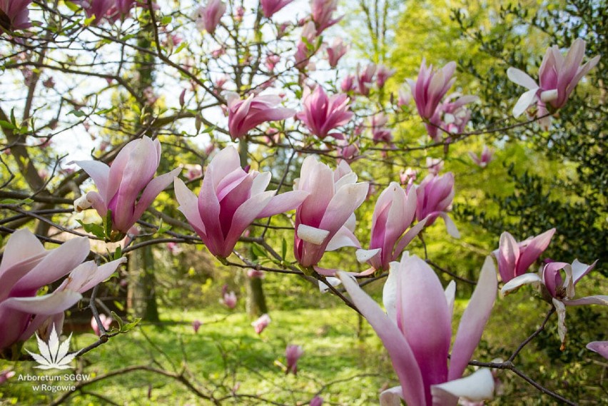 Arboretum w Rogowie zaprasza na wiosenny spacer. Pełnia kwitnienia magnolii [ZDJĘCIA]