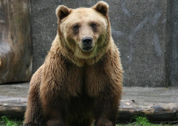 Do Zoo można przynieść smakołyki dla niedźwiedzi. Misie lubią orzechy!