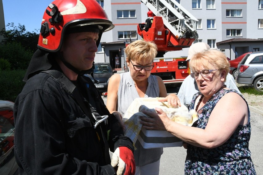 Niezwykła akcja w Kielcach. Mieszkańcy i strażacy uratowali ...jerzyka (WIDEO, ZDJĘCIA)