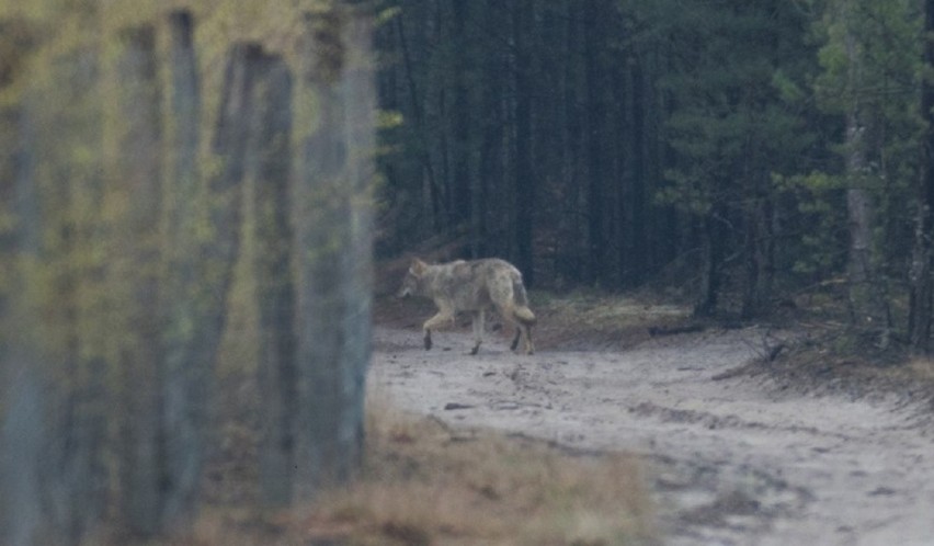 Rejon województwa lubuskiego ze względu na ukształtowanie...