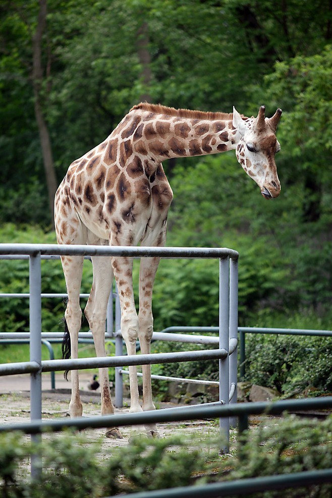 Malcolm, ostatnia żyrafa w łódzkim zoo [ZDJĘCIA]