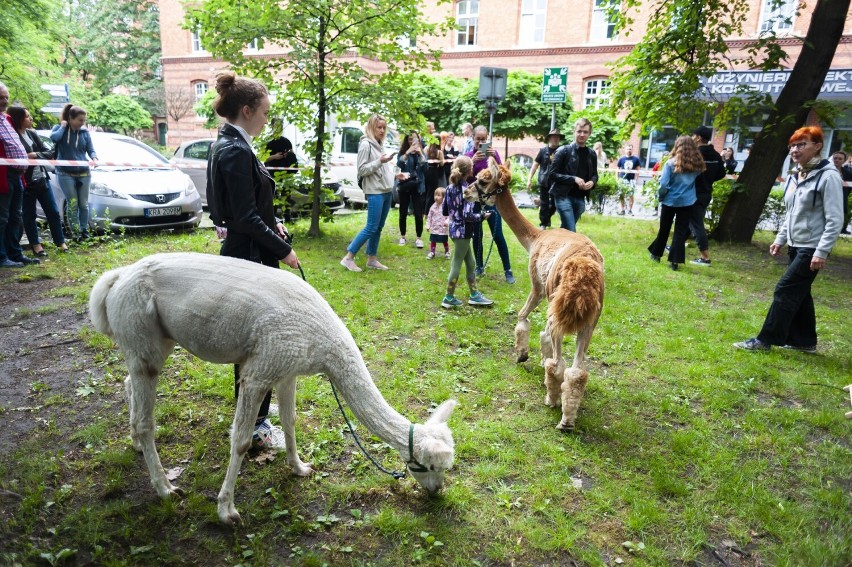 Kraków. Politechnika Krakowska zamieniła się w... zoo