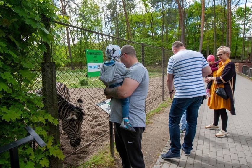 Bydgoskie zoo w Myślęcinku już otworzyło się na...