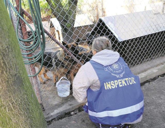 Obrońcy praw zwierząt nie mogli pomóc psom przez przeciągające się procedury urzędnicze