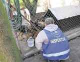 Zaniedbane psy na Jagodowej w Piotrkowie. Właściciel odpowie przed sądem