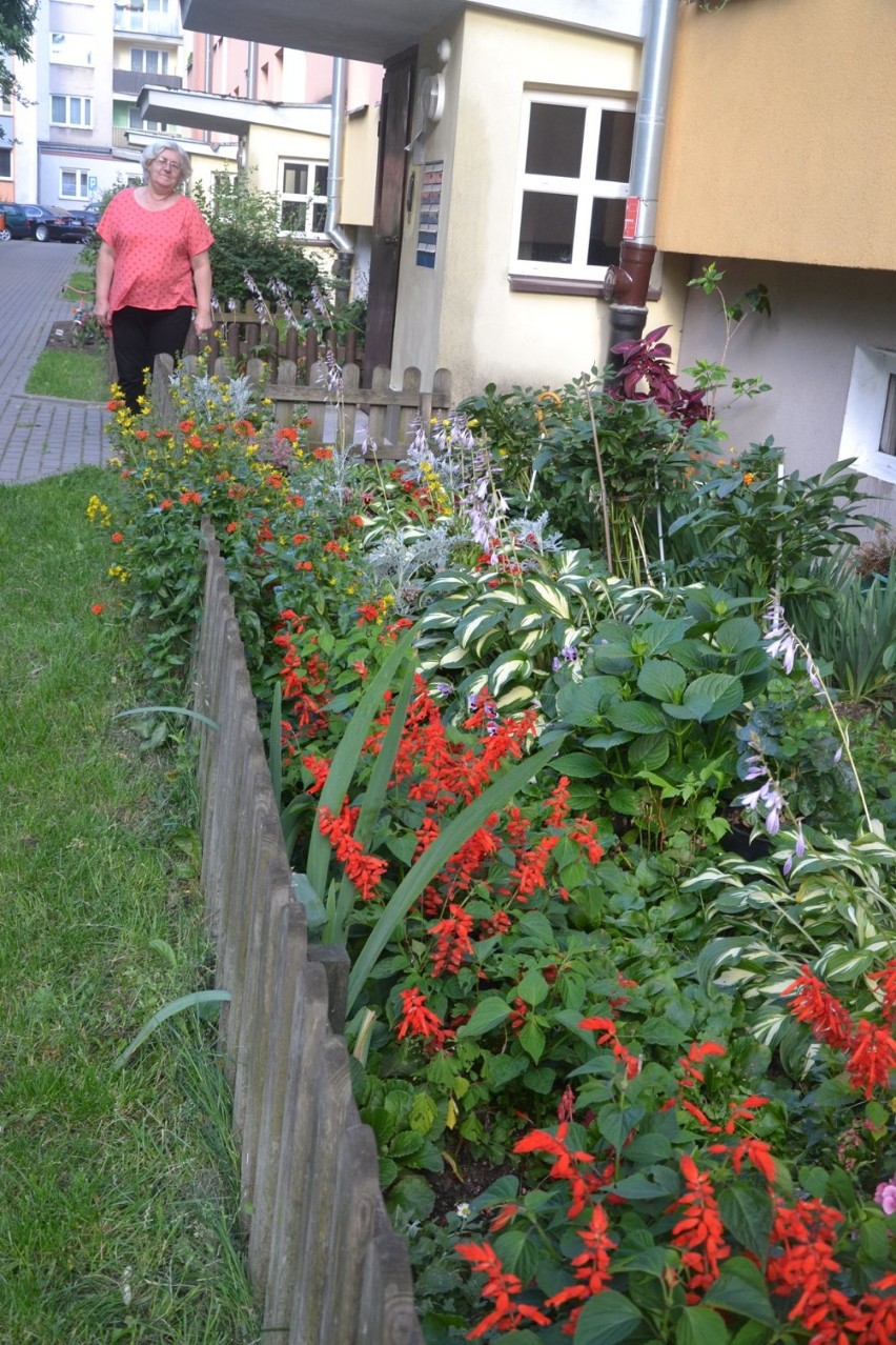 Konkurs "Gdzie te piękne ogrody i kwieciste balkony" w Suwałkach. Zobaczcie, jakie piękne są ogródki i balkony [Zdjęcia]