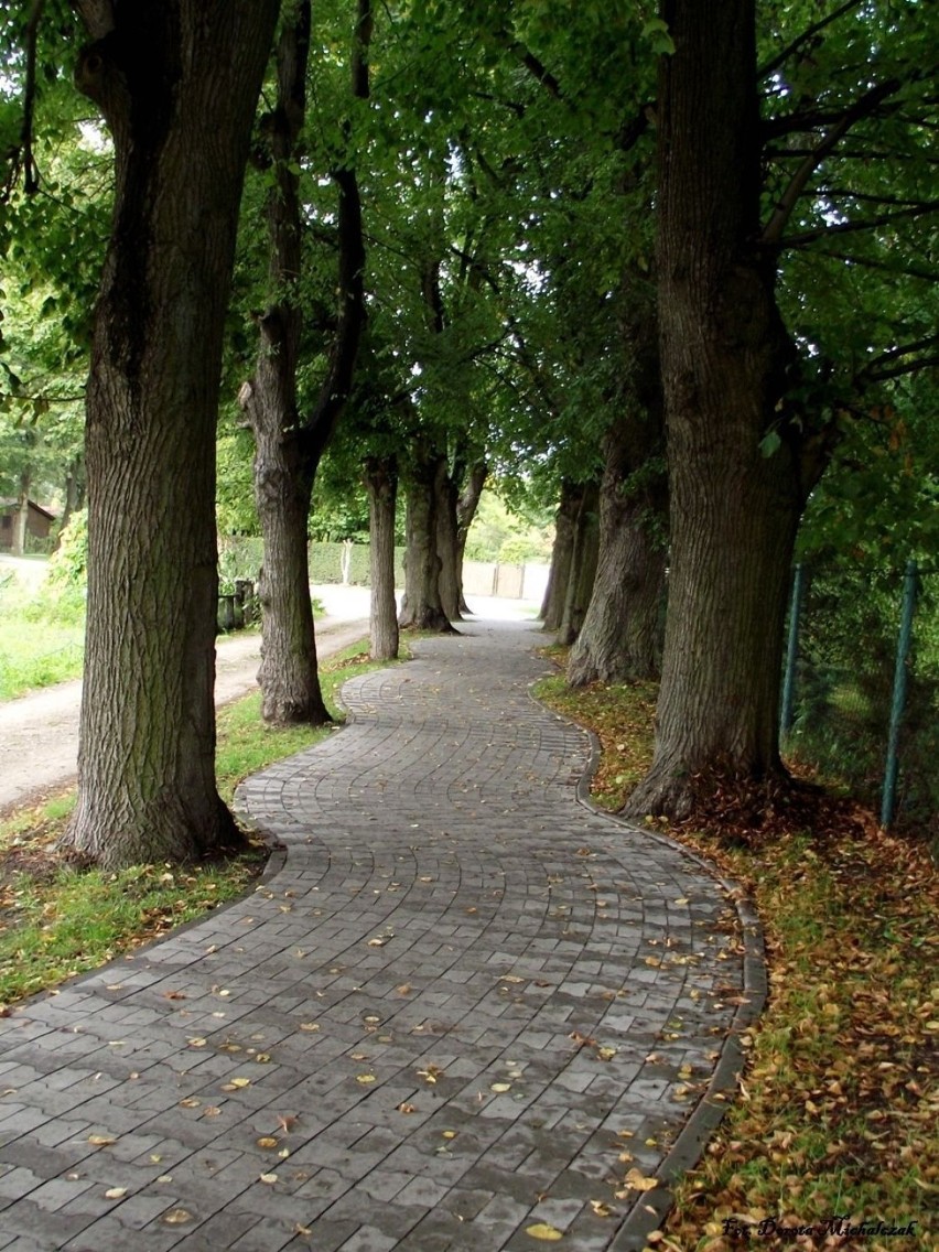 Ścieżkę rowerową wkomponowano pomiędzy rosnące drzewa - same...