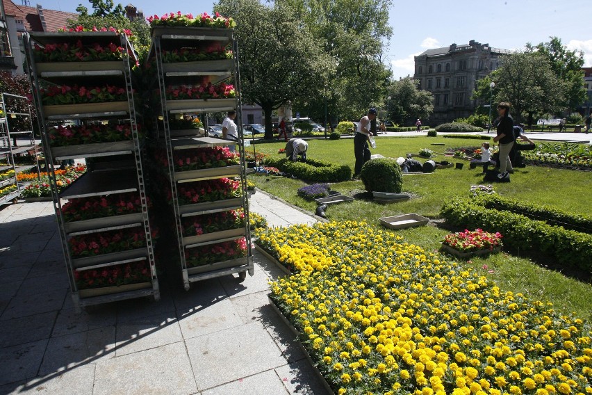 Legnica: Nasadzanie nowych kwiatów, kolorowe miasto