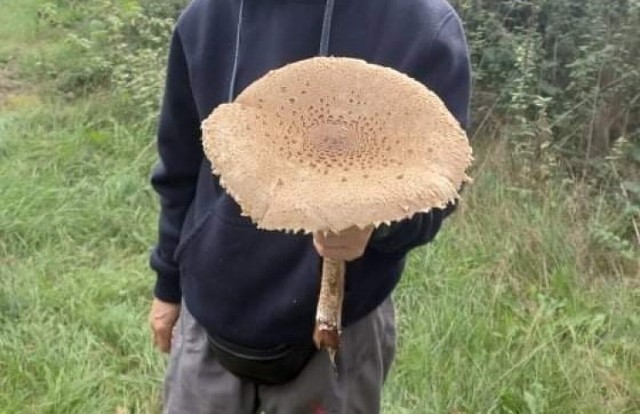Potężny okaz grzyba został znaleziony w jednym z wielkopolskich lasów .
