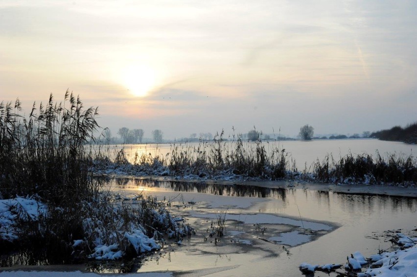 Zdjęcia fauny i flory autorstwa Bogdana Ludowicza