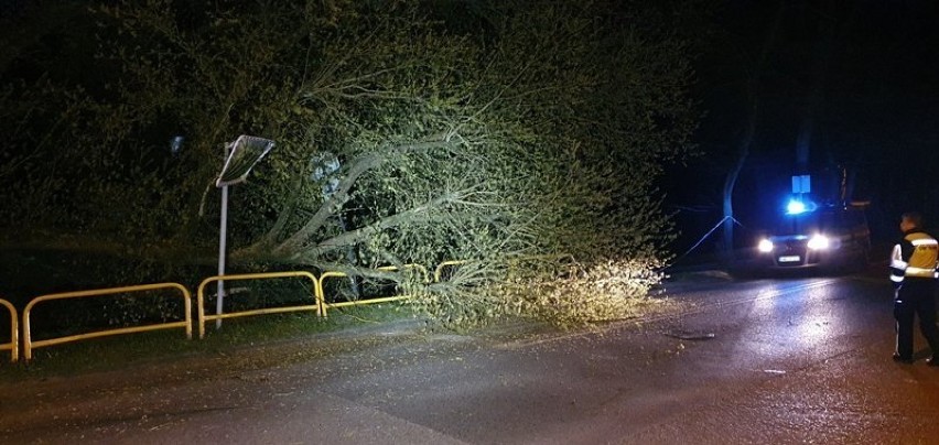 W parku w Wejherowie przewróciło się drzewo. Nikomu nic się nie stało |ZDJĘCIA