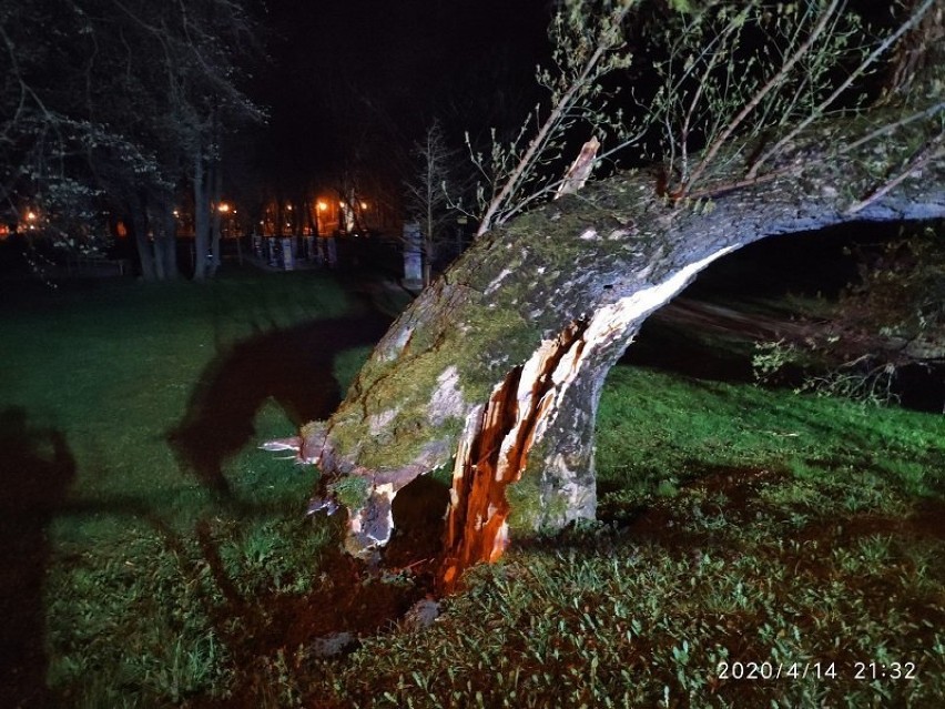 W parku w Wejherowie przewróciło się drzewo. Nikomu nic się nie stało |ZDJĘCIA