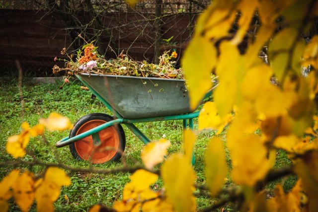 5000 zł - tyle może wynieść maksymalna wysokość mandatu za spalanie liści w ogrodzie czy na działce. Sprawdź, jak legalnie możesz pozbyć się zielonych odpadów z posesji i jak je sensownie spożytkować.