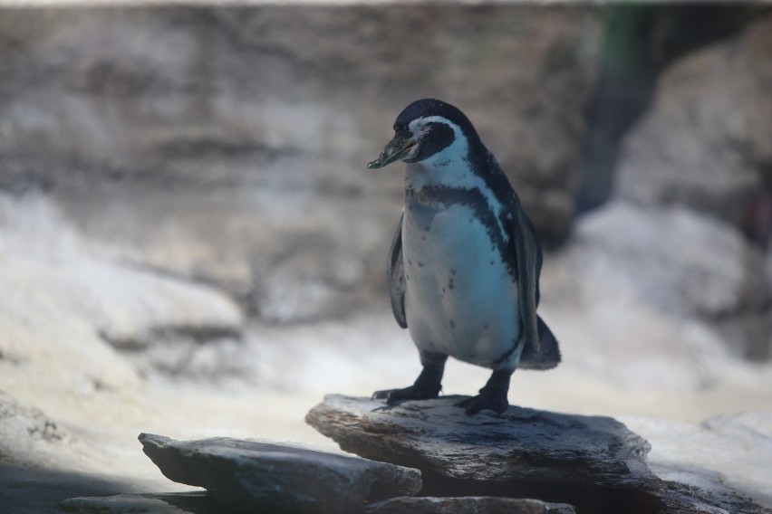 Pingwiny ze Śląskiego Ogrodu Zoologicznego