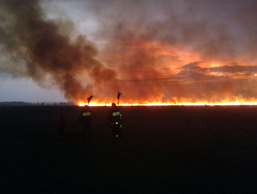 W rezerwacie przyrody Bagno Serebryskie wybuchł pożar. Zdjęcia i Film