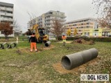 W parku na osiedlu Kopernik w Głogowie powstaje plac zabaw dla psów 