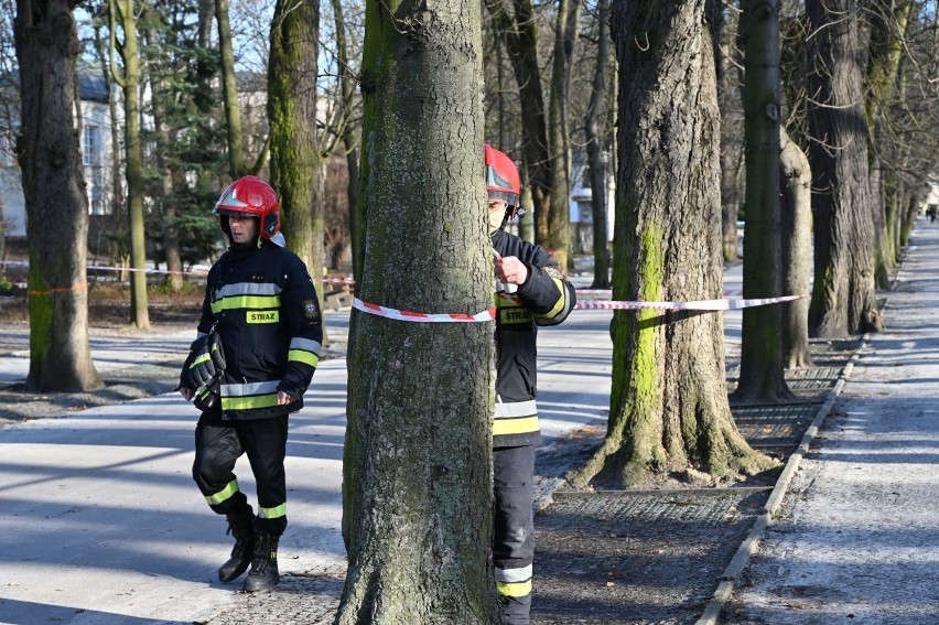 W parku miejskim w Kielcach przechyliło się drzewo. Było niebezpiecznie. W akcji strażacy [ZDJĘCIA, WIDEO]