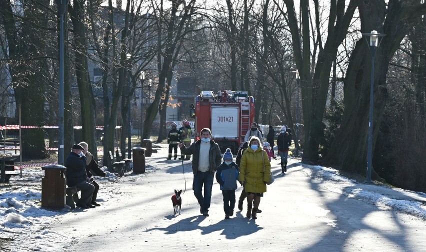 W parku miejskim w Kielcach przechyliło się drzewo. Było niebezpiecznie. W akcji strażacy [ZDJĘCIA, WIDEO]