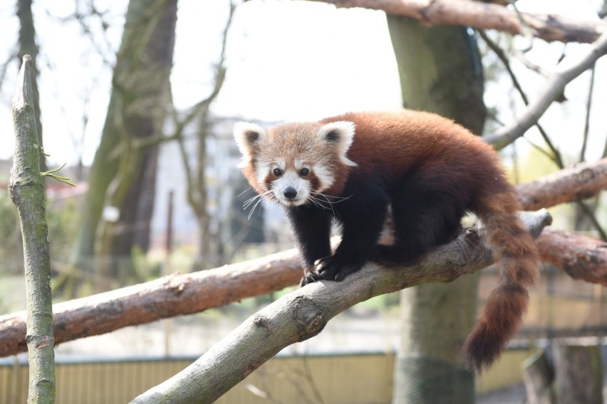 Panda mała, zwane też pandą rudą (nie mylić z czarno-białą...