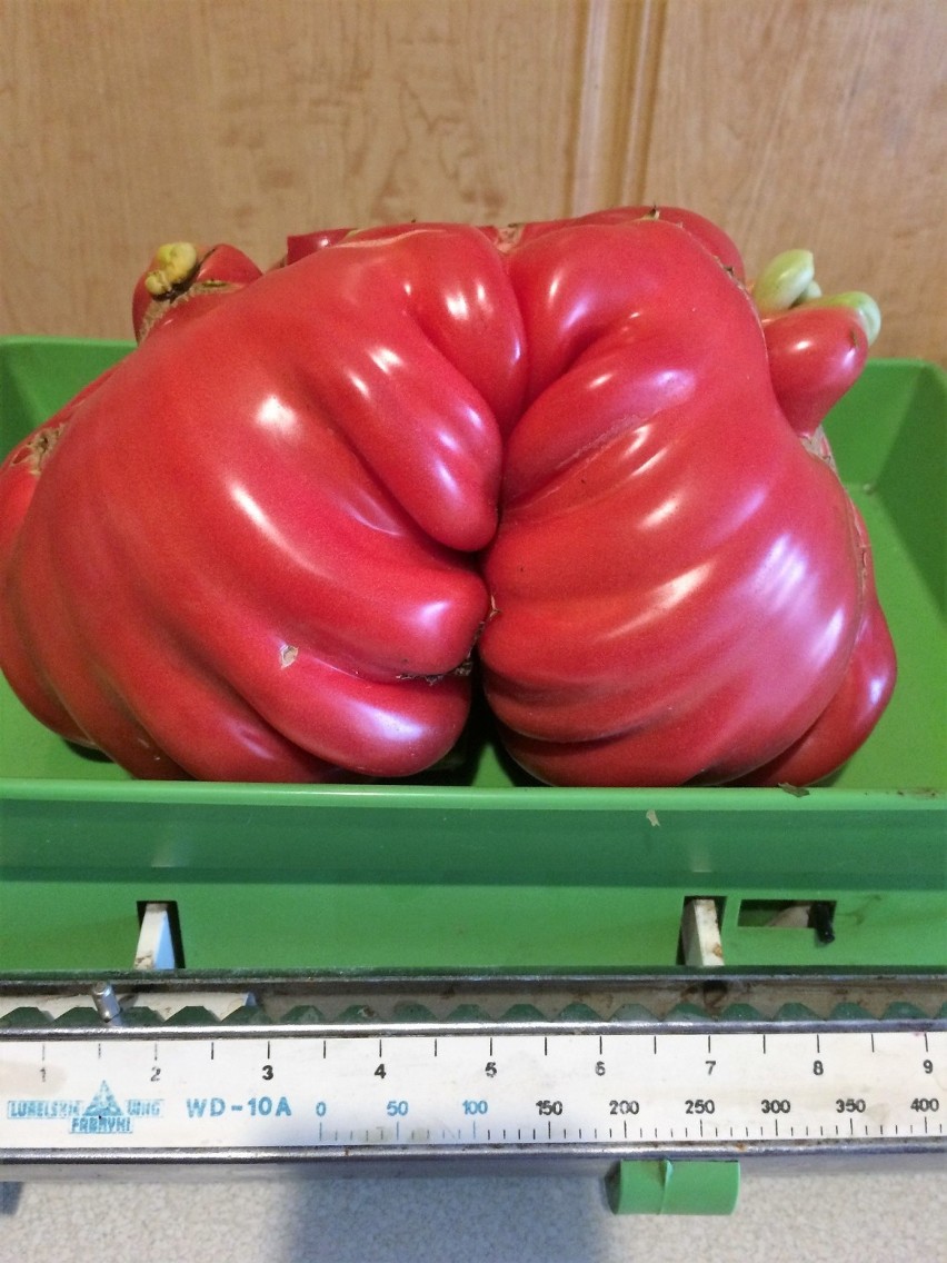 Piękne okazy pomidorów rosną na działce pana Edwarda Szwarca...