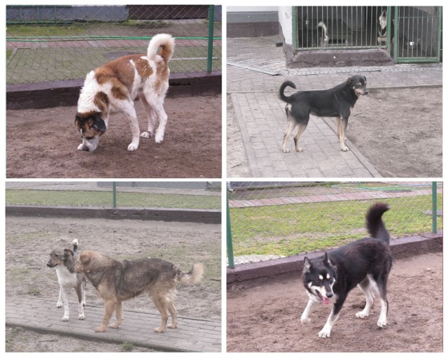 Psy ze schroniska w Brodnicy czekają na nowy dom