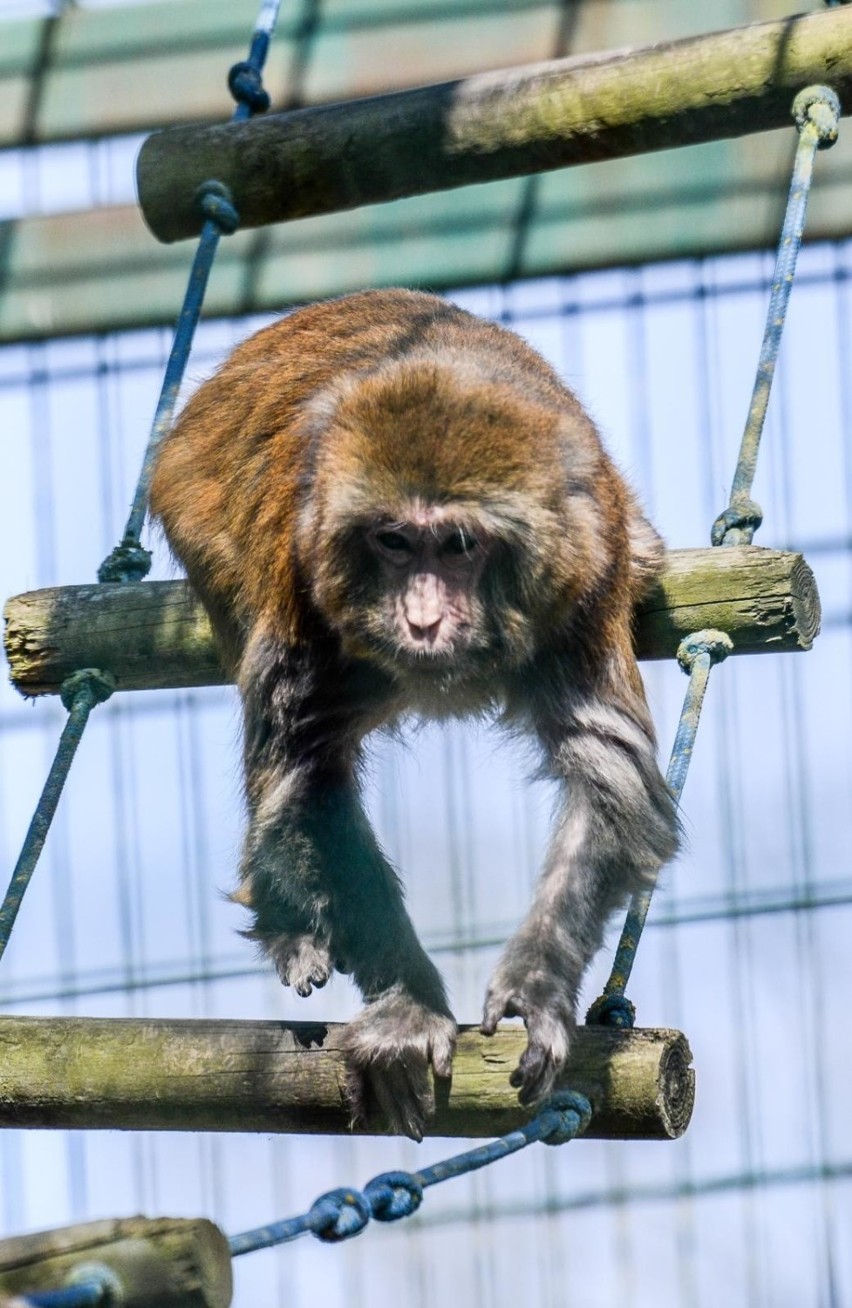 Gdańskie zoo budzi się na wiosnę!