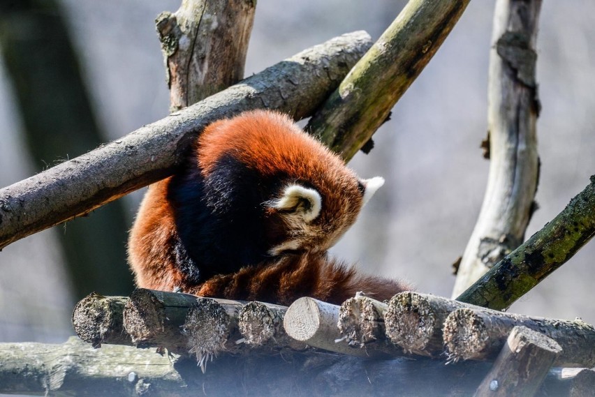 Gdańskie zoo budzi się na wiosnę!