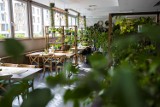 Bota Bistro, czyli restauracja jak ogród botaniczny. W środku ponad 220 roślin. Zielona oaza w sercu Pragi