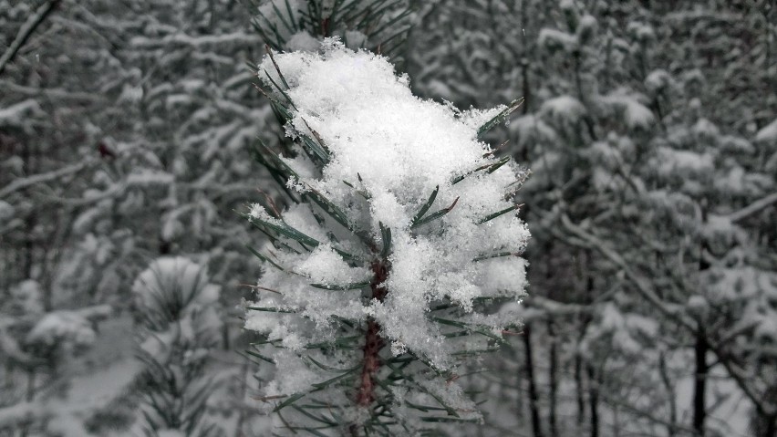 Puszcza Bydgoska w zimowej odsłonie. Zobacz wyjątkowe zdjęcia 