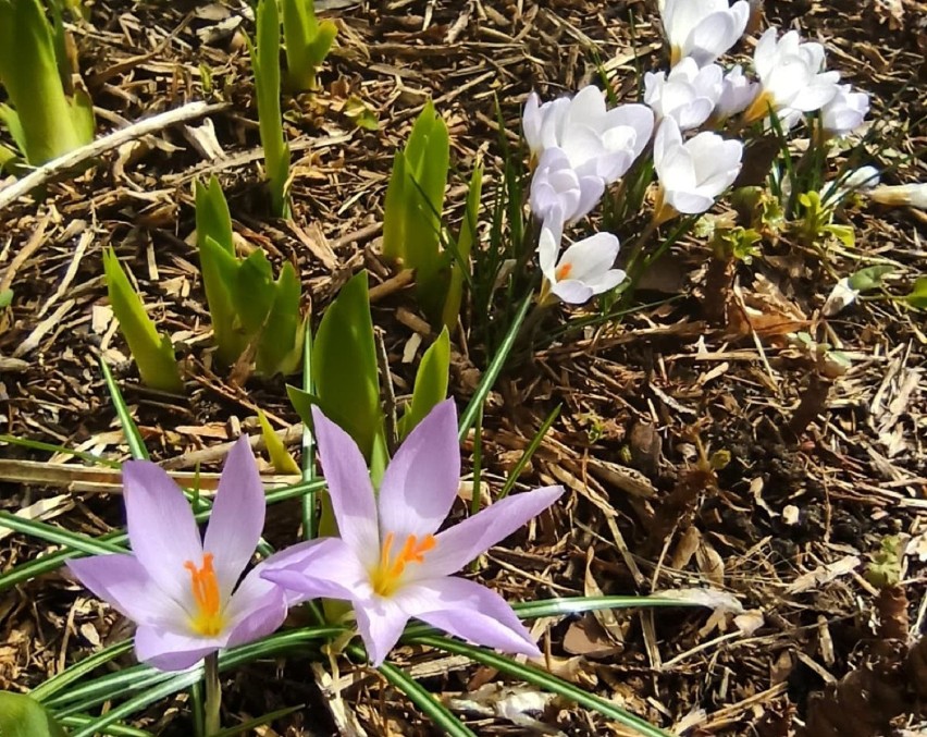 W ogrodzie gosławickiego muzeum rozkwitły pierwsze kwiaty