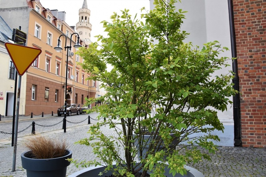 Drzewa i krzewy w donicach od roku stoją na rynku w Opolu,...