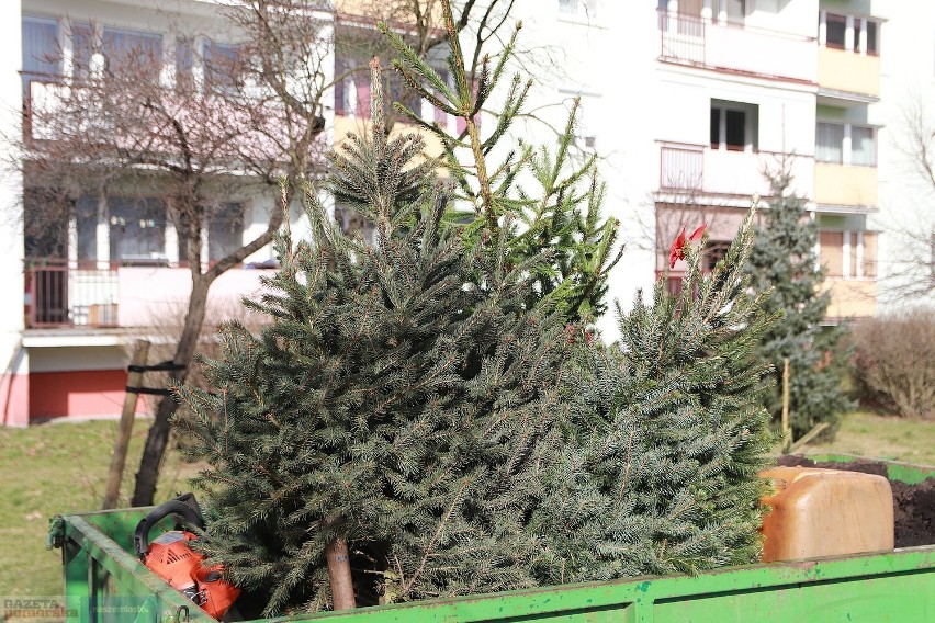 Akcja sadzenia bożonarodzeniowych choinek na osiedlu...