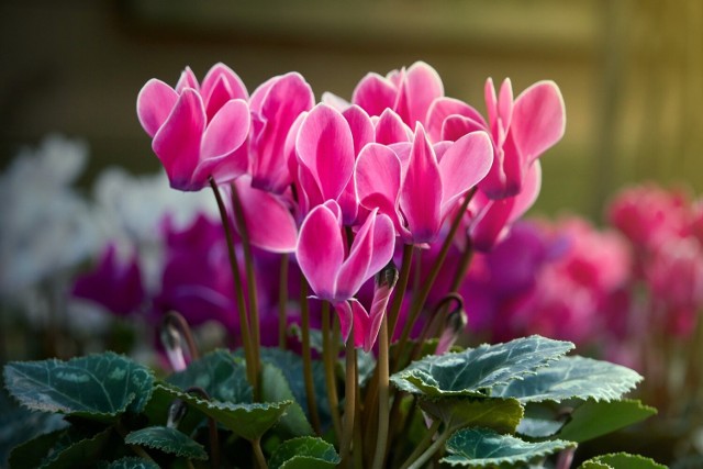 Cyklameny, zwane fiołkami alpejskimi, to jedne z najładniejszych kwiatów, które ozdobią nasz mieszkanie zimą.